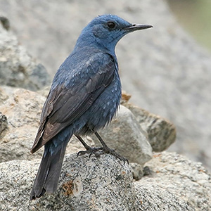 Blue Rock-Thrush